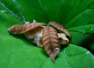 Cresta Tree Frog Under Cover of Leaf tb0910tbr.jpg