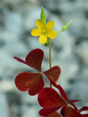 Yellow Bloom and Red Leaves by Limestone v tb0910tir.jpg