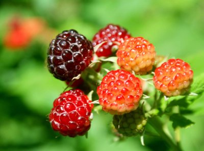 Wild Raspberries Ripening Reds in Sunshine tb0910enr.jpg