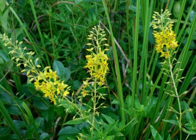 Swamp Candles Partial Bloom Cranberry Glades tb0910eor.jpg