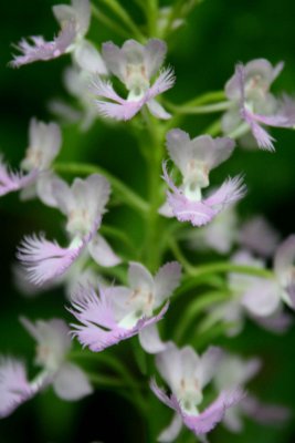 Pale Shriveri Close ups Blooms in Peak Color v tb0910tvx.jpg