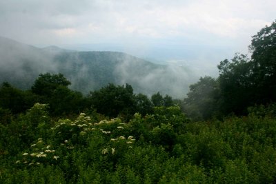 Fog Lifting out Valley Behind Elderberries in Bloom tb0910esr.jpg