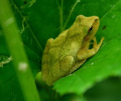 Tree Frog Chilling on Coltsfoot Leaf tb0910thr.jpg