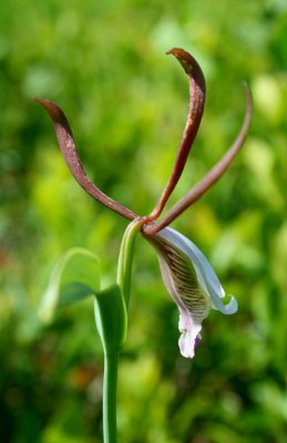 Spreading Pogonia Orchid Sunny Mtn Field v tb0910ipr.jpg