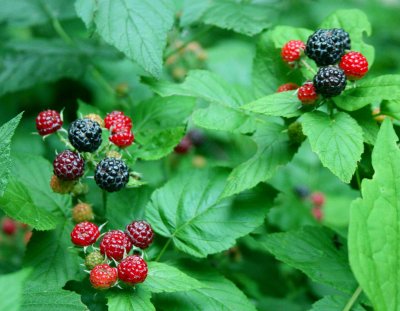 Ripe and Ripening Bunches of Black Rasperries tb0910ejr.jpg