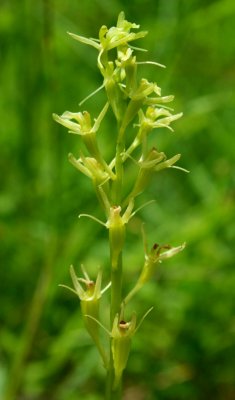Loesels Twayblade Orchid in Sunny Bloom v tb0910trr.jpg