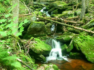 Mossy Green Stones in Headwaters of Sugar Run tb0910yar.jpg