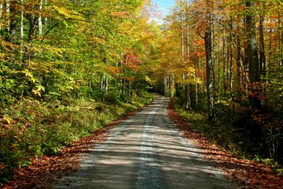 Cranberry River Rd Shadows and Hues tb1010yjr.jpg