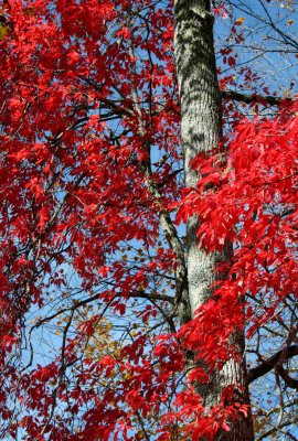 Red Sourwood Leaves against Trees and Sky v tb1010ylr.jpg