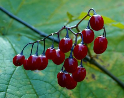 Ripe Red Berries Hanging on Rivers Edge tb1010yrr.jpg