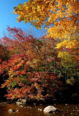 Yellow Maple and Ripe Foliage above River v tb1010yor.jpg