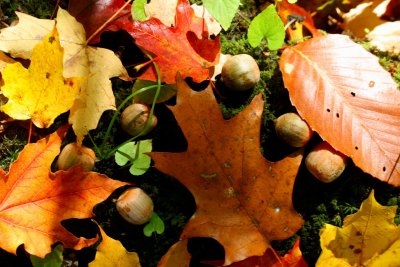 Fall Maple Oak and Beech Leaves with Acorns tb1010yxr.jpg