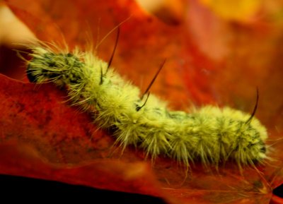 Spiny Yellow Caterpillar on Maple Leaf tb1010xar.jpg