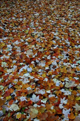 Nice Spread of Fall Leaves on Rural Rd v tb1010xcr.jpg