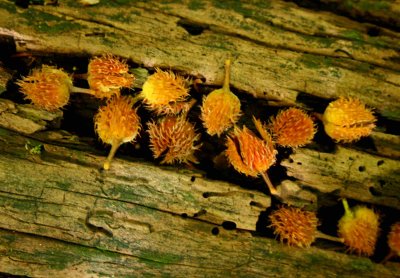 Beech Nuts Aligned in Chesnut Log Grooves tb1010xdr.jpg