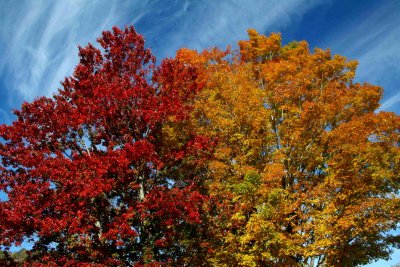Red and Yellow Maples on Streaking Blue Sky tb1010yir.jpg