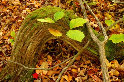 Serpentine Chesnut Log in Autumn Mtns tb1010xgr.jpg