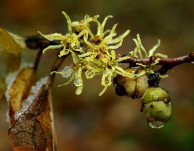 Hazel Nuts Blooms with Melting Snow tb1010xir.jpg