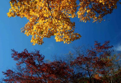 Skyward View Yellow Maple Leaves tb1010xjr.jpg