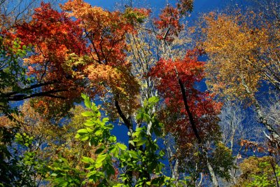 Mixed Canopy Colors against Mtn Sky tb1010xkr.jpg