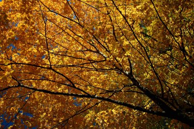 Golden Maple Bursting into Blue Sky tb1010cbr.jpg