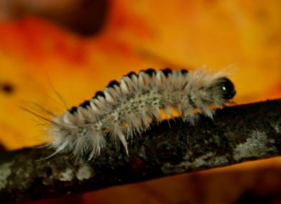 Furry White Caterpillar on Fall Forest Floor tb1010ccr.jpg