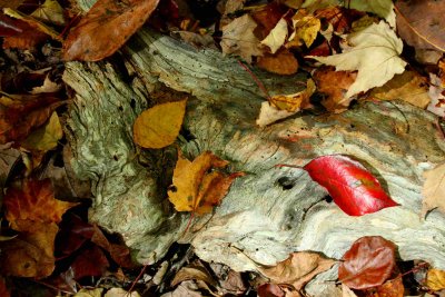 Mixed Colored Leaves on Deadwood Fragment tb1010xfr.jpg