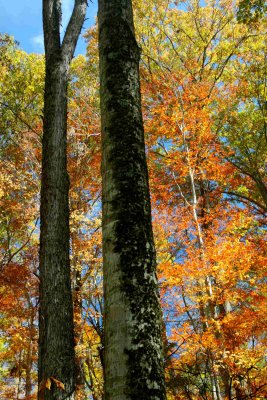 Large Maples on Colorful Mtn Ridge v tb1010xgr.jpg