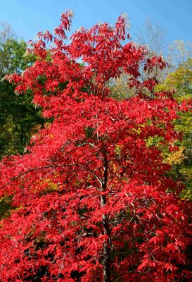 Bright Red Sourwood Tree Williams River Rd v tb1010xrr.jpg