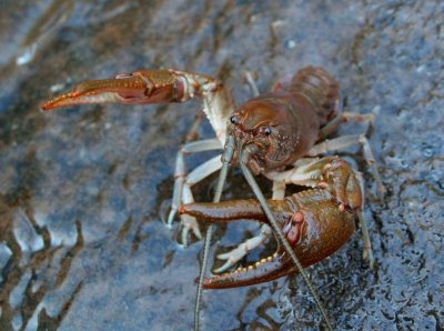 Crawfish in Attack Mode by Rivers Edge tb1010xwr.jpg