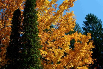 Evergreen and Golden Maple on Blue Sky tb1110hcr.jpg