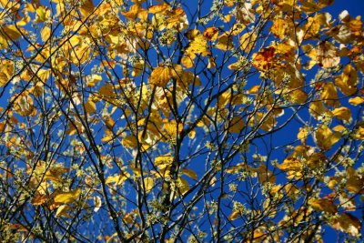 Hazel Tree Yellow Blooms and Leaves on Blue Sky tb1110hsr.jpg