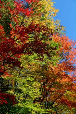 Arrays of Autumn Colors in Sunny Appalachia v tb1110hyr.jpg