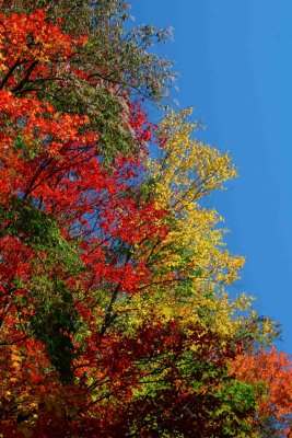 Rainbow of Appalachian Autumn Hues v tb1110hbr.jpg