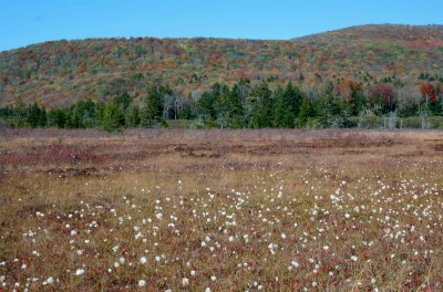 Cranberry Mtn Colors and Sunny Cotton Grass tb1110ilr.jpg