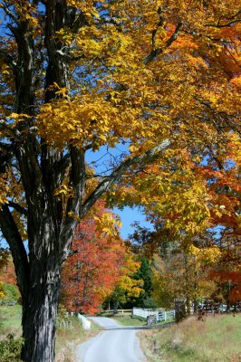 Golden Hickory by Sunlit Rural Lane tb1110eir.jpg