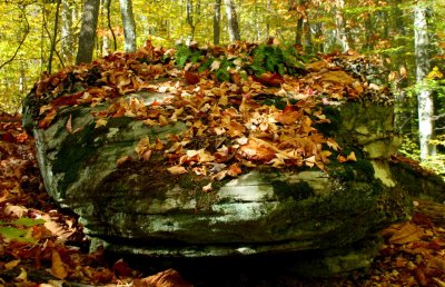 Appalachian Sandstone with Ferns  Fall Leaves th11110ehr.jpg