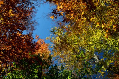 Colorful Canopy of Foliage Sunny Mtn Ridge tb1110ejr.jpg