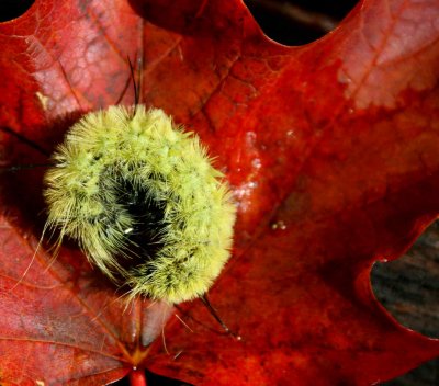 Yellow Caterpillar on Sunlit Maple Leaf tb1110elr.jpg