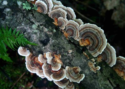 Turkey Tails Fungi on Decaying Maple Limb tb1010eor.jpg