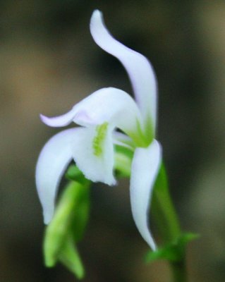 Pale Three Bird Orchid Blooming with Buds v tb1010enr.jpg