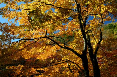 Gorgeous Yellow Maple in Williams Valley tb1010ysr.jpg