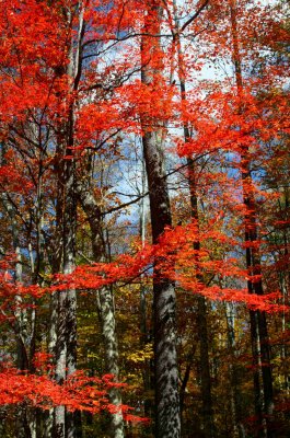 Red Maples Dominate Autumn Foliage near Lake v tb1111fpr.jpg
