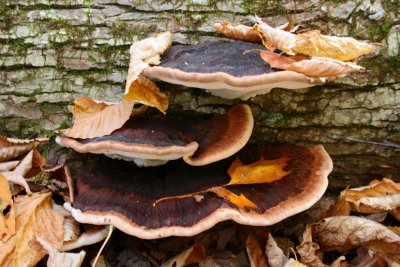 Polypores and Fallen Leaves on Maple Log tb1111fqr.jpg