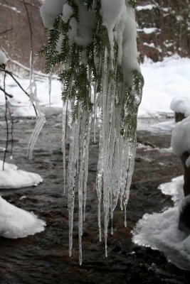 Hemlock Branch with Icicles over River v tb1012wcr.jpg