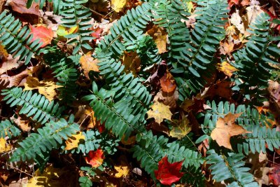 Christmas Ferns Sprinkled with Autumn Leaves tb1111ofr.jpg