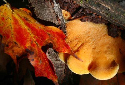 Weathered Maple Leaf and Yellow Fungi in Mtns tb1012ohr.jpg