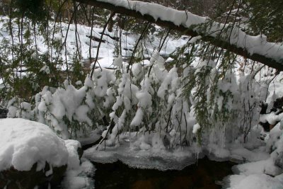 Fallen Hemlock Bending from Ice and Snow tb1012whr.jpg