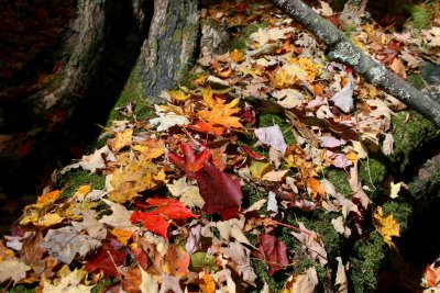 Sunny Autumn Leaves on Mossy Log tb1210orr.jpg