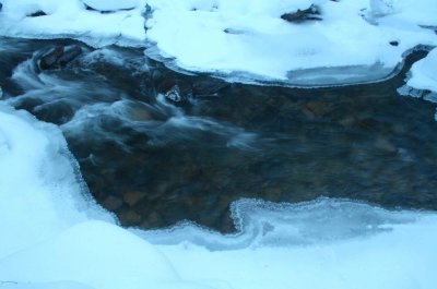 Small Swifts Running into Icy Water Hole tb1210wrr.jpg